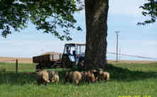Začínali jsme se stádem ovcí plemene Suffolk
