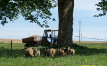 Začínali jsme se stádem ovcí plemene Suffolk