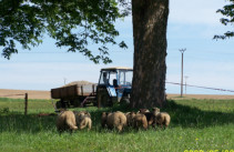 Začínali jsme se stádem ovcí plemene Suffolk